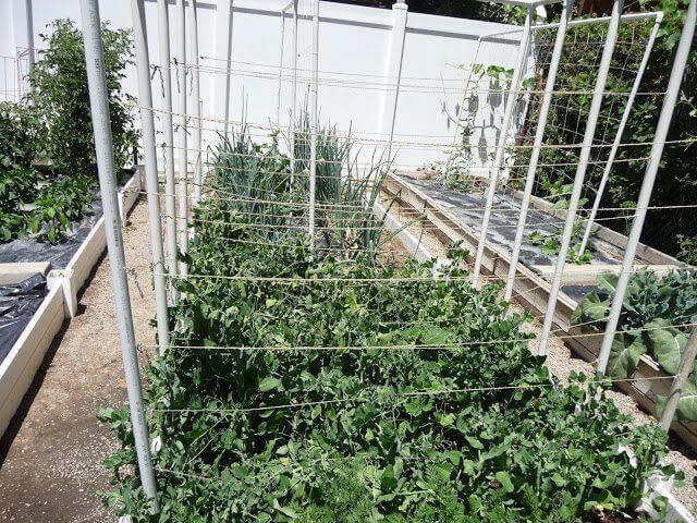 Hanging Produce Trellis Out Of PVC