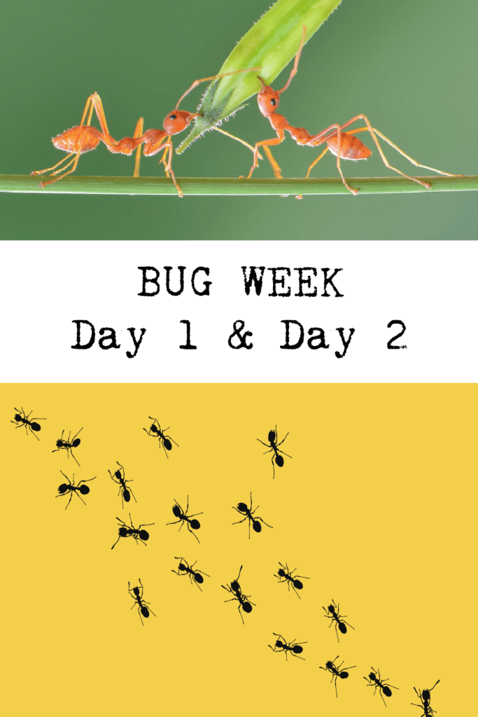 Bug Week Day 1 and Day 2