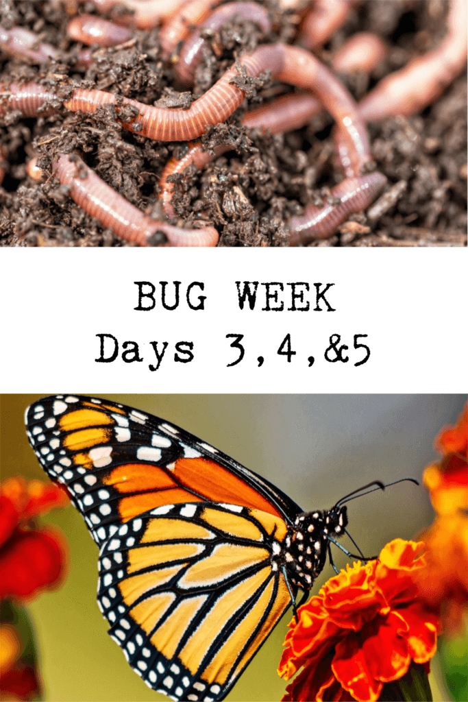 Bug Week Days 3-4-5